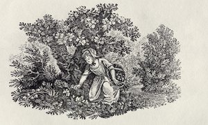 Une fille cueillant des fleurs de 