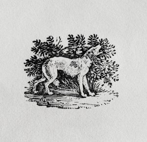 Un chien de 