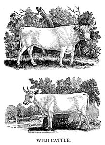 Bétail sauvage ou de parc britannique, 1790 - Thomas Bewick