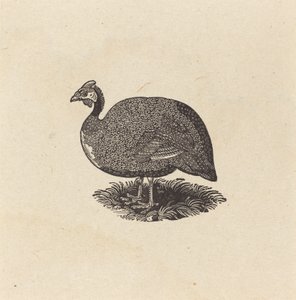 Pintade