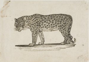 Léopard - Thomas Bewick