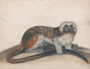 Étude pour "Le Singe Pinche ou Singe à Queue Rouge" (anciennement le Ouistiti à Tête de Coton) - Thomas Bewick