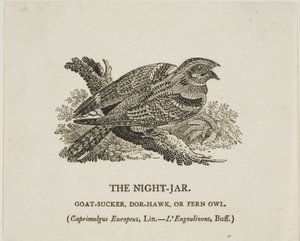 Le bocal de nuit