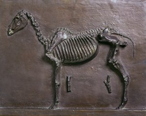 Squelette de cheval