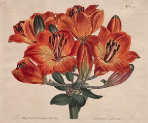 Le magazine botanique ou le jardin de fleurs exposé : Lis orange à ombelles