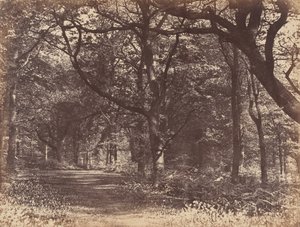 Scène boisée, Norton, Cheshire, 1856