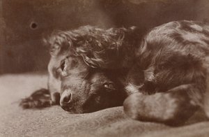 Boyce, portrait d