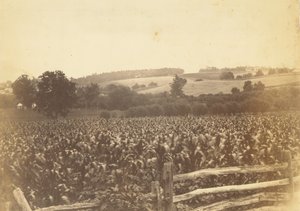 [Champ de maïs, Avondale, PA] - Thomas Eakins