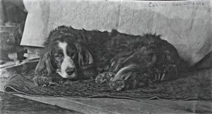 Le chien Harry d