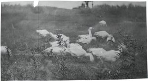 Oies sur le site de réparation du filet, Gloucester, N.J., 1881 - Thomas Eakins