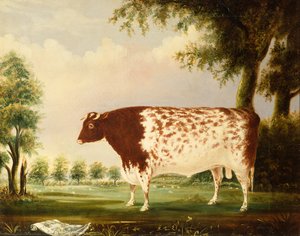 Mina, un taureau Shorthorn de quatre ans dans un pré