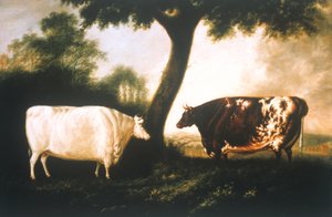 Deux bovins Shorthorn - Thomas Harrington Wilson