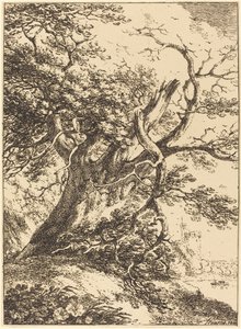 Vieil arbre