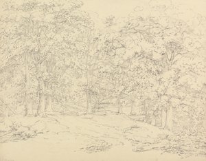 Arbres dans le parc d