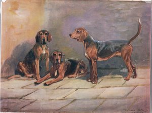 Chiens, illustration de 
