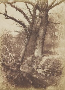 Arbres, 1854-57