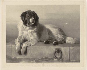 Portrait du chien de sauvetage Bob, couché sur une jetée - Thomas Landseer