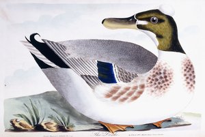 Le Drake, 1791-96