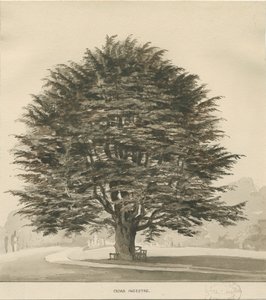 Ingestre - Cèdre
