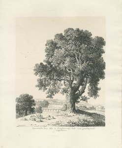 Shugborough Park - Frêne : dessin à la plume et à l