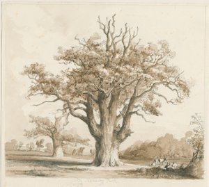 Teddesley Hall - Chênes : dessin au crayon et au lavis, nd [novembre 1842] - Thomas Peploe Wood