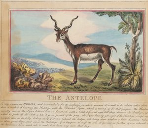 Lot de huit avec page de titre. « Animaux étrangers et domestiques ». 8. L