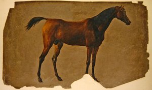 Un cheval arabe