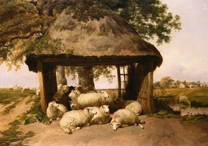 Moutons se Reposant sous un Abri