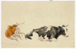 Deux vaches couchées (recto) ; Esquisse d