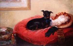Son animal préféré : un terrier de Manchester sur un coussin rouge