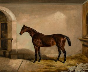 Teddy le Tiler : un cheval, vers 1842 - Thomas W. Bretland