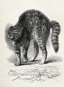 Chat terrifié par un chien, de 