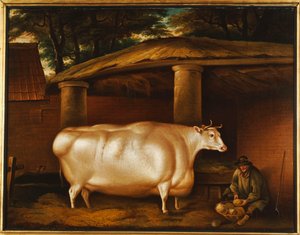 La génisse blanche qui a voyagé, avec un homme tranchant des navets dans une cour d