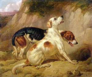 Chiens de chasse, renard rentré dans son terrier