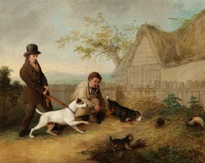 Chasse aux rats