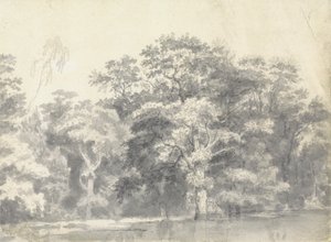 Arbres sur une berge