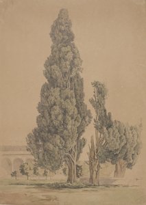 Cyprès - Thorald Brendstrup