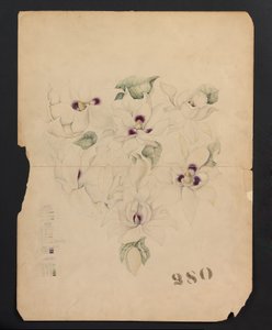 Dessin de conception, vers 1893 (aquarelle)