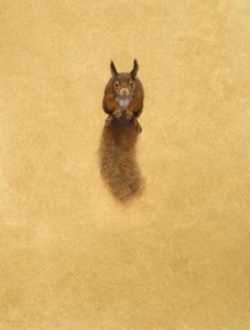 Écureuil rouge bondissant