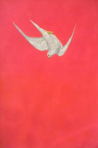 Swoop rose ; Faucon gerfaut