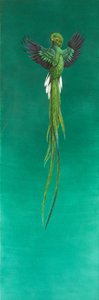 Quetzal - Tim Hayward