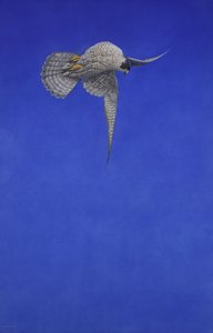 Le tire-bouchon ; Faucon pèlerin - Tim Hayward