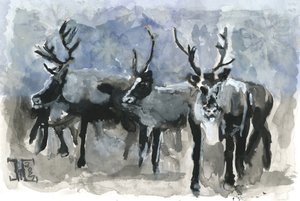 Trois rennes en hiver - Tim Hoinkis