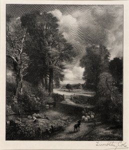 Champ de maïs - Timothy Cole