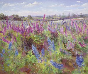 Champ de delphiniums et église