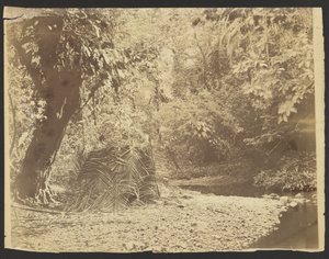 [Scène de jungle : Vue d
