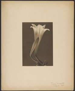 N° 1. - Tina Modotti