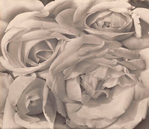 Roses, Mexique par Tina Modotti - Tina Modotti