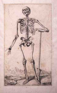 Étude anatomique (eau-forte et pointe sèche) - Titian (c.1488 1576) (after)