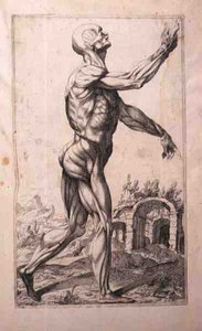 Étude anatomique, par Domenico Maria Bonavera